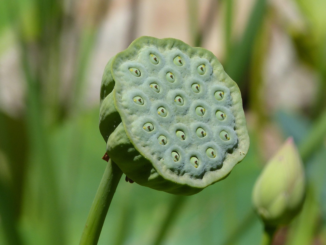 Lotus365 Review India: Is It Real or Scam?